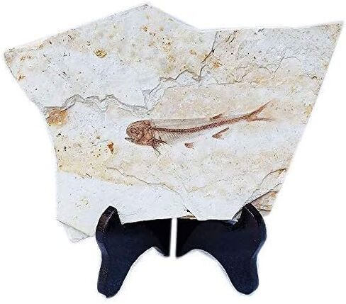 SUNNYHILL Fish Fossil Real Comes from The Western Liaoning China 150 Million Years Ago Lycoptera in Kuwait