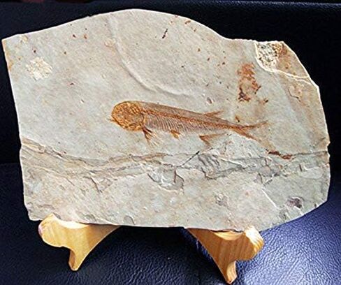 SUNNYHILL Fish Fossil Real Comes from The Western Liaoning China 150 Million Years Ago Lycoptera in Kuwait
