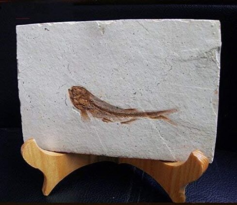 SUNNYHILL Fish Fossil Real Comes from The Western Liaoning China 150 Million Years Ago Lycoptera in Kuwait