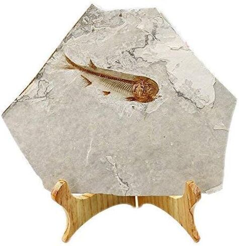 SUNNYHILL Fish Fossil Real Comes from The Western Liaoning China 150 Million Years Ago Lycoptera in Kuwait