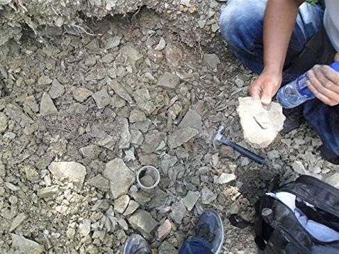 SUNNYHILL Fish Fossil Real Comes from The Western Liaoning China 150 Million Years Ago Lycoptera in Kuwait