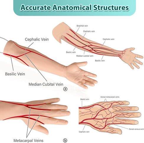 مجموعة أدوات التدريب على الوريد من MedEduQuest لطلاب التمريض، مجموعة تمارين الفصد خالية من اللاتكس مع حقيبة محمولة (للاستخدام التعليمي فقط) in Kuwait