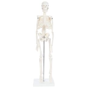 Anatomy Lab Human Skeleton Model, 19" Desktop Skeleton Has Movable Arms and Legs, Details Basic Human Skeletal System with Display Stand in Kuwait