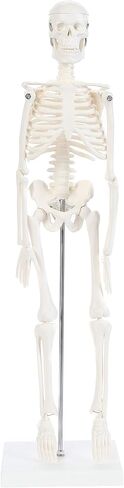 Anatomy Lab Human Skeleton Model, 19" Desktop Skeleton Has Movable Arms and Legs, Details Basic Human Skeletal System with Display Stand in Kuwait