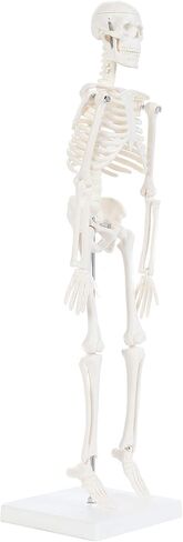 Anatomy Lab Human Skeleton Model, 19" Desktop Skeleton Has Movable Arms and Legs, Details Basic Human Skeletal System with Display Stand in Kuwait