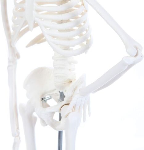 Anatomy Lab Human Skeleton Model, 19" Desktop Skeleton Has Movable Arms and Legs, Details Basic Human Skeletal System with Display Stand in Kuwait