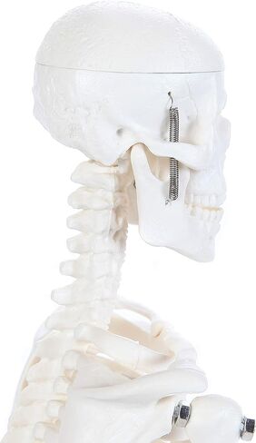 Anatomy Lab Human Skeleton Model, 19" Desktop Skeleton Has Movable Arms and Legs, Details Basic Human Skeletal System with Display Stand in Kuwait