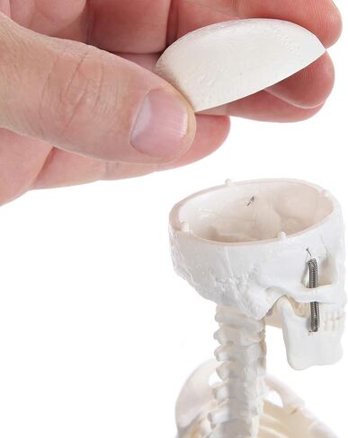 Anatomy Lab Human Skeleton Model, 19" Desktop Skeleton Has Movable Arms and Legs, Details Basic Human Skeletal System with Display Stand in Kuwait