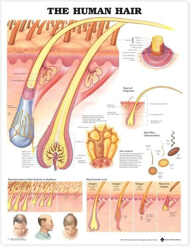 The Human Hair Anatomical Chart in Saudi Arabia