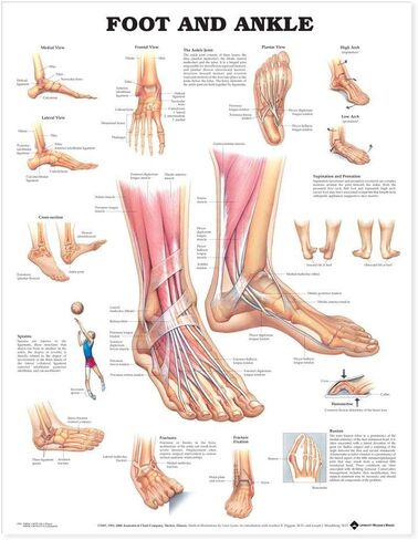 Foot and Ankle Anatomical Chart in Saudi Arabia