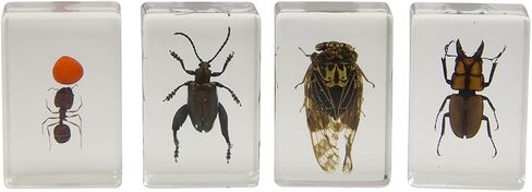 Celestron – Real 3D Bugs in Clear Resin – 4pc Set includes Scorpion, Stag Beetle, Longhorn Beetle, and Fire Bug – Perfect for Science Eduction and Classroom – Use with Digital and Stereo Microscopes in Saudi Arabia