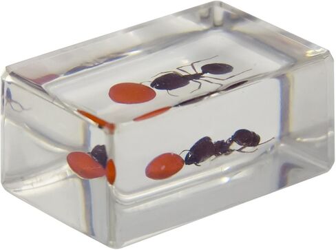 Celestron – Real 3D Bugs in Clear Resin – 4pc Set includes Scorpion, Stag Beetle, Longhorn Beetle, and Fire Bug – Perfect for Science Eduction and Classroom – Use with Digital and Stereo Microscopes in Saudi Arabia