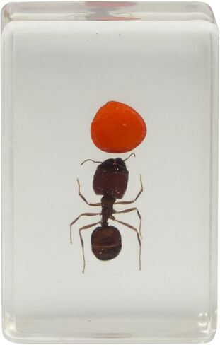 Celestron – Real 3D Bugs in Clear Resin – 4pc Set includes Scorpion, Stag Beetle, Longhorn Beetle, and Fire Bug – Perfect for Science Eduction and Classroom – Use with Digital and Stereo Microscopes in Saudi Arabia
