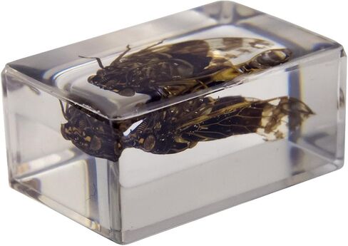 Celestron – Real 3D Bugs in Clear Resin – 4pc Set includes Scorpion, Stag Beetle, Longhorn Beetle, and Fire Bug – Perfect for Science Eduction and Classroom – Use with Digital and Stereo Microscopes in Saudi Arabia