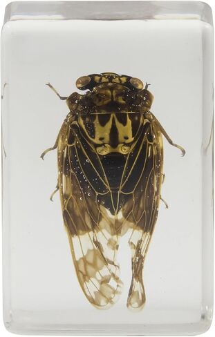 Celestron – Real 3D Bugs in Clear Resin – 4pc Set includes Scorpion, Stag Beetle, Longhorn Beetle, and Fire Bug – Perfect for Science Eduction and Classroom – Use with Digital and Stereo Microscopes in Saudi Arabia