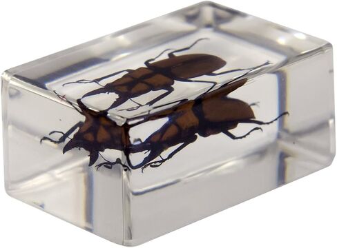 Celestron – Real 3D Bugs in Clear Resin – 4pc Set includes Scorpion, Stag Beetle, Longhorn Beetle, and Fire Bug – Perfect for Science Eduction and Classroom – Use with Digital and Stereo Microscopes in Saudi Arabia