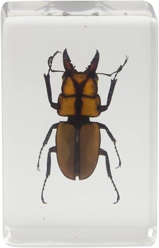 Celestron – Real 3D Bugs in Clear Resin – 4pc Set includes Scorpion, Stag Beetle, Longhorn Beetle, and Fire Bug – Perfect for Science Eduction and Classroom – Use with Digital and Stereo Microscopes in Saudi Arabia