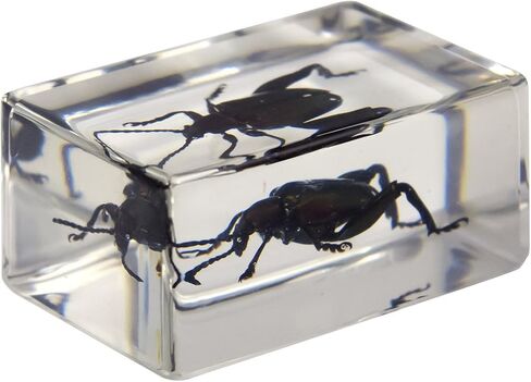 Celestron – Real 3D Bugs in Clear Resin – 4pc Set includes Scorpion, Stag Beetle, Longhorn Beetle, and Fire Bug – Perfect for Science Eduction and Classroom – Use with Digital and Stereo Microscopes in Saudi Arabia