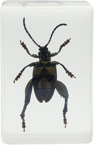 Celestron – Real 3D Bugs in Clear Resin – 4pc Set includes Scorpion, Stag Beetle, Longhorn Beetle, and Fire Bug – Perfect for Science Eduction and Classroom – Use with Digital and Stereo Microscopes in Saudi Arabia