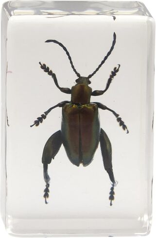 Celestron – Real 3D Bugs in Clear Resin – 4pc Set includes Scorpion, Stag Beetle, Longhorn Beetle, and Fire Bug – Perfect for Science Eduction and Classroom – Use with Digital and Stereo Microscopes in Saudi Arabia