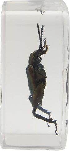 Celestron – Real 3D Bugs in Clear Resin – 4pc Set includes Scorpion, Stag Beetle, Longhorn Beetle, and Fire Bug – Perfect for Science Eduction and Classroom – Use with Digital and Stereo Microscopes in Saudi Arabia
