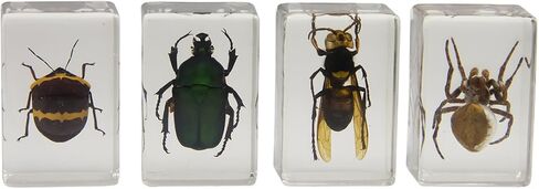 Celestron – Real 3D Bugs in Clear Resin – 4pc Set includes Scorpion, Stag Beetle, Longhorn Beetle, and Fire Bug – Perfect for Science Eduction and Classroom – Use with Digital and Stereo Microscopes in Saudi Arabia