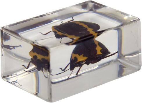 Celestron – Real 3D Bugs in Clear Resin – 4pc Set includes Scorpion, Stag Beetle, Longhorn Beetle, and Fire Bug – Perfect for Science Eduction and Classroom – Use with Digital and Stereo Microscopes in Saudi Arabia
