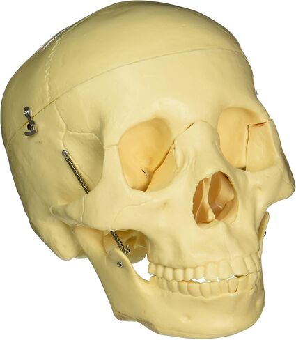 Budget Life-size Skull in Saudi Arabia