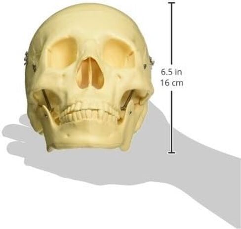 Budget Life-size Skull in Saudi Arabia