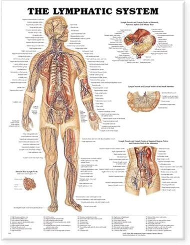 The Lymphatic System Anatomical Chart in Saudi Arabia