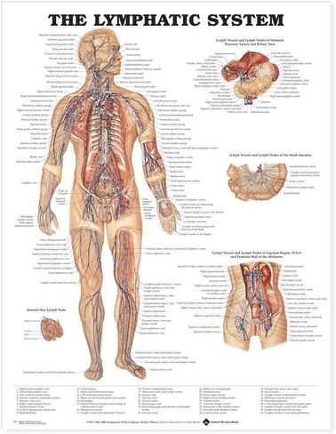 The Lymphatic System Anatomical Chart in Saudi Arabia