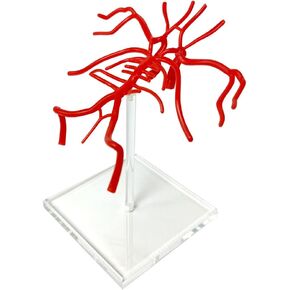 Evotech Brain Artery Model, Life Size Intracranial Artery Model, Shows Internal Carotid Artery, Willis Circle and Basillary Artery & Their Branches. On a Plexiglass Base in Kuwait