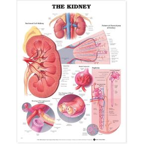 The Kidney Anatomical Chart in Kuwait