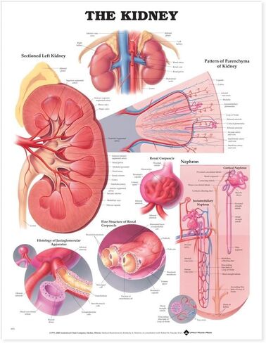 The Kidney Anatomical Chart in Kuwait