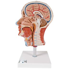 3B Scientific C14 Half Head w/ Musculature w/Musculature Median Section - 3B Smart Anatomy in Saudi Arabia