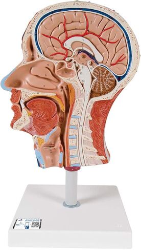 3B Scientific C14 Half Head w/ Musculature w/Musculature Median Section - 3B Smart Anatomy in Saudi Arabia