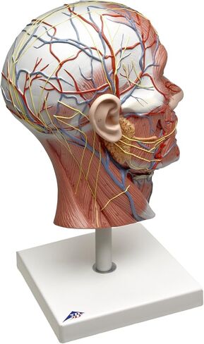 3B Scientific C14 Half Head w/ Musculature w/Musculature Median Section - 3B Smart Anatomy in Saudi Arabia