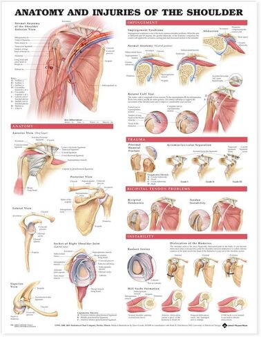 Anatomy and Injuries of the Shoulder Anatomical Chart in Saudi Arabia