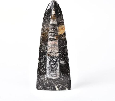 جي اي سي جيم اورثوسيراس فوسيل فروم موروكو (5-6 انش) in Kuwait