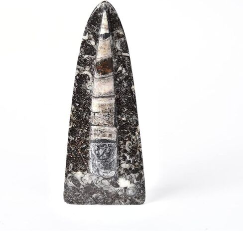 جي اي سي جيم اورثوسيراس فوسيل فروم موروكو (5-6 انش) in Kuwait