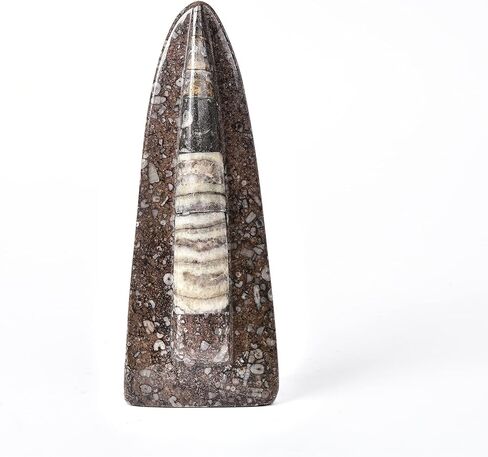 جي اي سي جيم اورثوسيراس فوسيل فروم موروكو (5-6 انش) in Kuwait