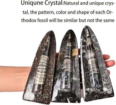 جي اي سي جيم اورثوسيراس فوسيل فروم موروكو (5-6 انش) in Kuwait