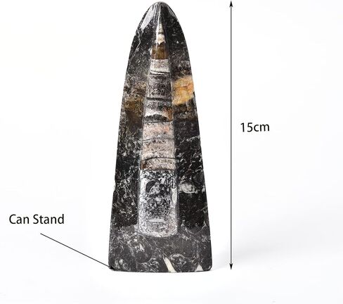 جي اي سي جيم اورثوسيراس فوسيل فروم موروكو (5-6 انش) in Kuwait