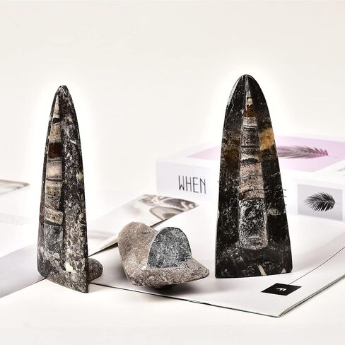 جي اي سي جيم اورثوسيراس فوسيل فروم موروكو (5-6 انش) in Kuwait