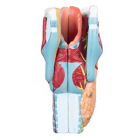 LVCHEN 2X Human Larynx Model - Anatomically Accurate Throat Model Pharynx Model for Science Classroom in Saudi Arabia