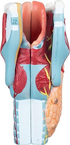 LVCHEN 2X Human Larynx Model - Anatomically Accurate Throat Model Pharynx Model for Science Classroom in Saudi Arabia