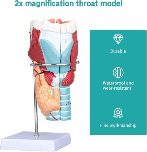 LVCHEN 2X Human Larynx Model - Anatomically Accurate Throat Model Pharynx Model for Science Classroom in Saudi Arabia