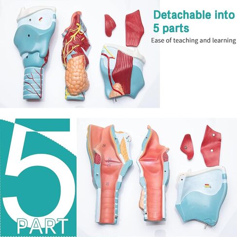 LVCHEN 2X Human Larynx Model - Anatomically Accurate Throat Model Pharynx Model for Science Classroom in Saudi Arabia