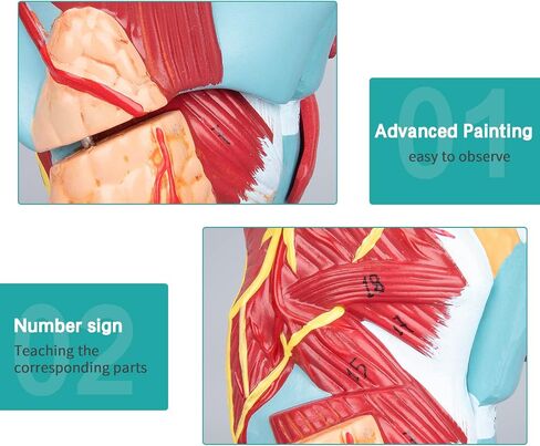 LVCHEN 2X Human Larynx Model - Anatomically Accurate Throat Model Pharynx Model for Science Classroom in Saudi Arabia