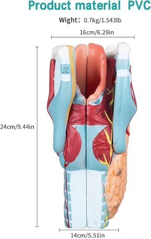 LVCHEN 2X Human Larynx Model - Anatomically Accurate Throat Model Pharynx Model for Science Classroom in Saudi Arabia